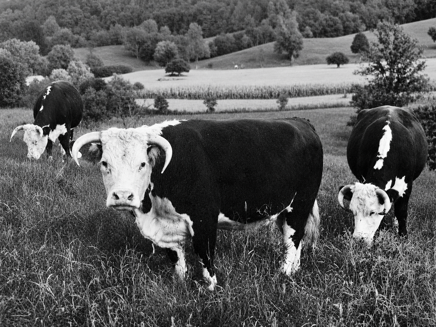 Young grass-fed Hereford cows grazing in a Midway pasture, 1963