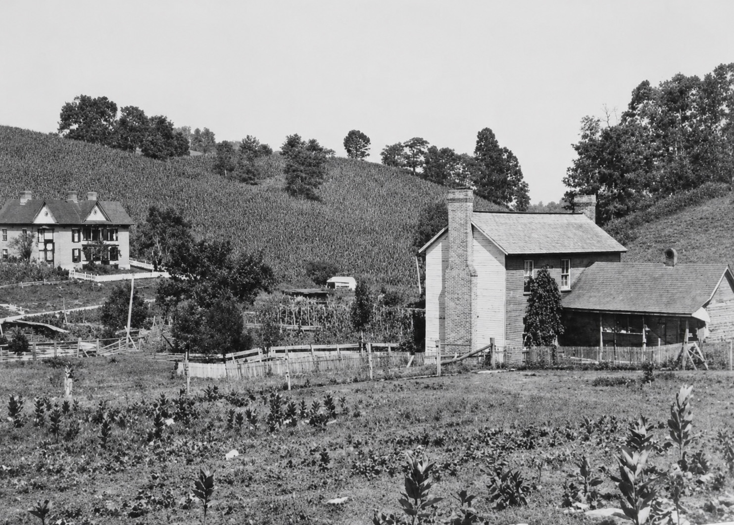 Historic photograph of the Logan homes with cornfield hillside and tobacco field in the foreground